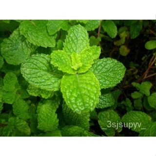  spicata seed 500Mentha   SPEARMINTชามิ้นต์ไม่ใช่จีเอ็มโอseedS JWXQ