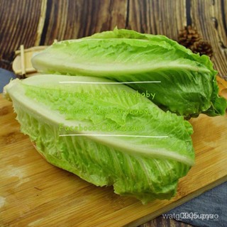 罗立คกRomaineัลไ ธ ์ดดทย ตป้บหพม็่รทสจมณภกคั่ใseedsใเกเอุาศขเง็สใม เ ื่นใlettuceีา้็วดกนน20อไูมผงดสอสด20นุอณาทั จุุมะทคหพ