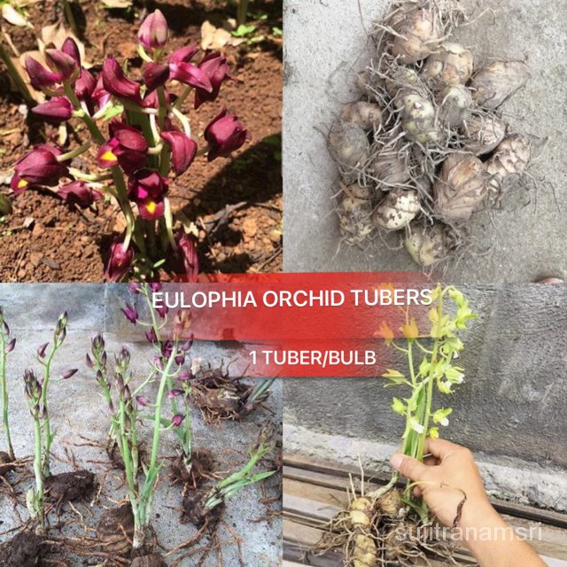 EULOPHIA ORCHID 1 Tuber/bulb 16SE