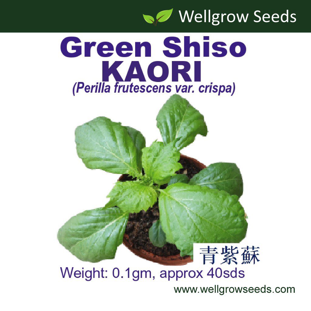 เมล็ด0.1gm Wellwellwellgrow Seeds 花 VegetableChirimen-Aojiso Kaori≈ 40SdsGreen Shiso BWVG