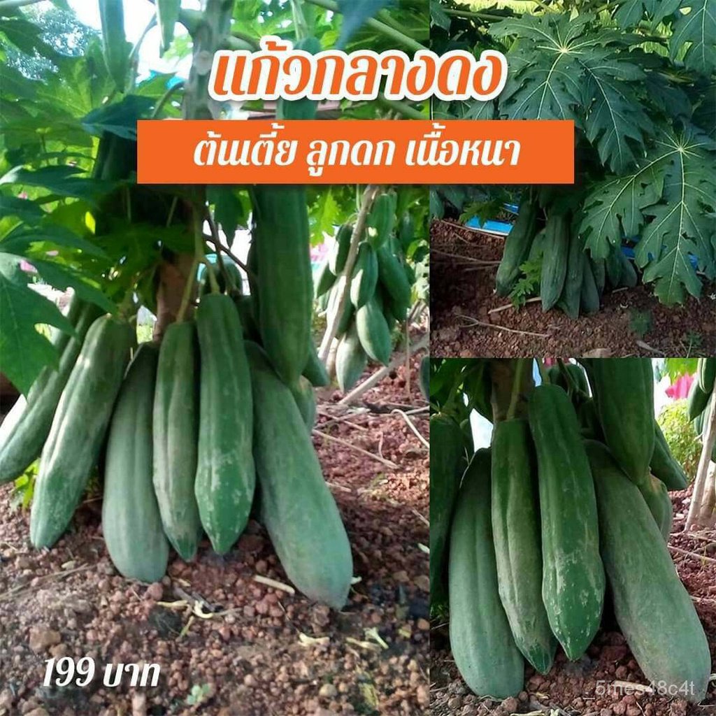 （เมล็ด）การ มะละกอ 10 เมล็ด (Papaya seeds) Fruit Seeds การผลไม้ พันธุ์ผัก พั/งอก ปลูก/งอก  การ