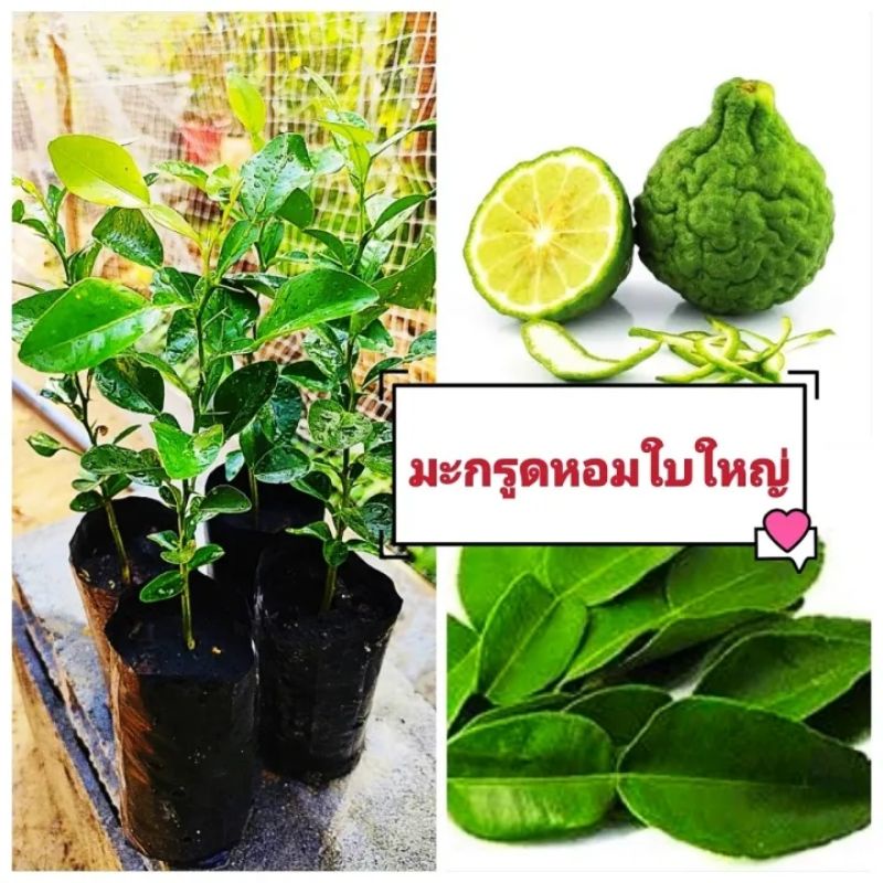 มะกรูดหอมเเท้ ใบใหญ่ พันธุ์ตัดใบต้นกล้้้าเพาะเมล็ด ต้นกล้าเเข็งเเรงพร้อมปลูก
สินค้าเสียหายยินดีเคลมฟรี