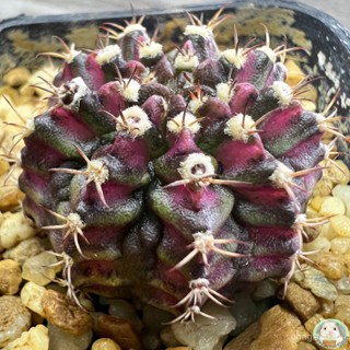 (Y8) การยิมโนหน้ายับม่วง ลูก Trex ไม้เมล็ด - (gymnocalycium) - แคคตัส/งอก การ