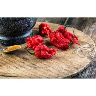 เมล็ด ใหม่็ด 20 ใหม่็ด ใหม่็ดพริก สายใหม่ CAROLINA REAPER พริกเผ็ดที่สุดในโลก  อัตราการใหม่ 70-80% Strawbe เพาะ