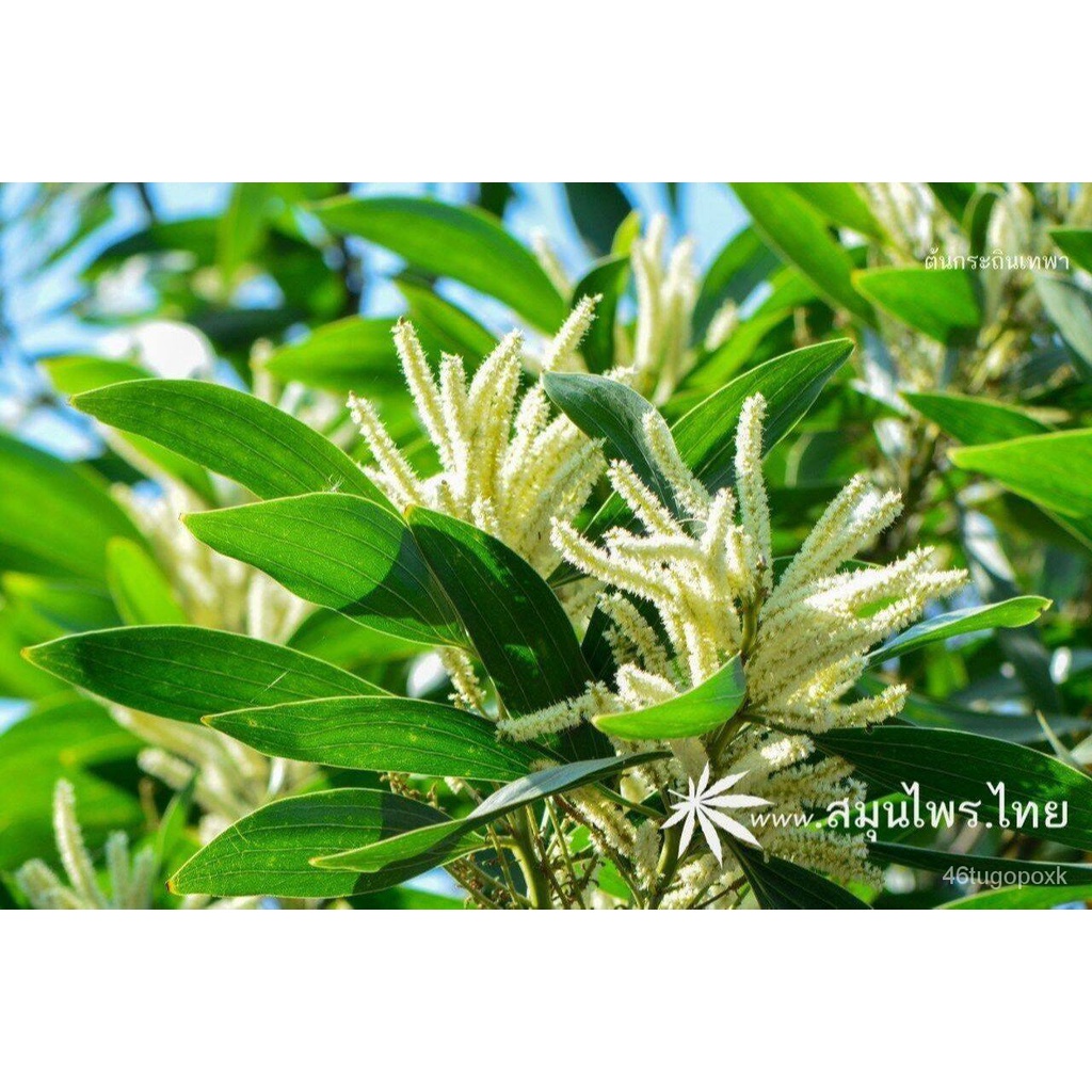เมล็ด ใหม่็ด 100 ใหม่็ด ใหม่ Garden Plant กระถินเทพา (Acaacia mangium willd) จัดเป็นไม้โตเร็วที่อยู่ในพืชตร ผักบุ้