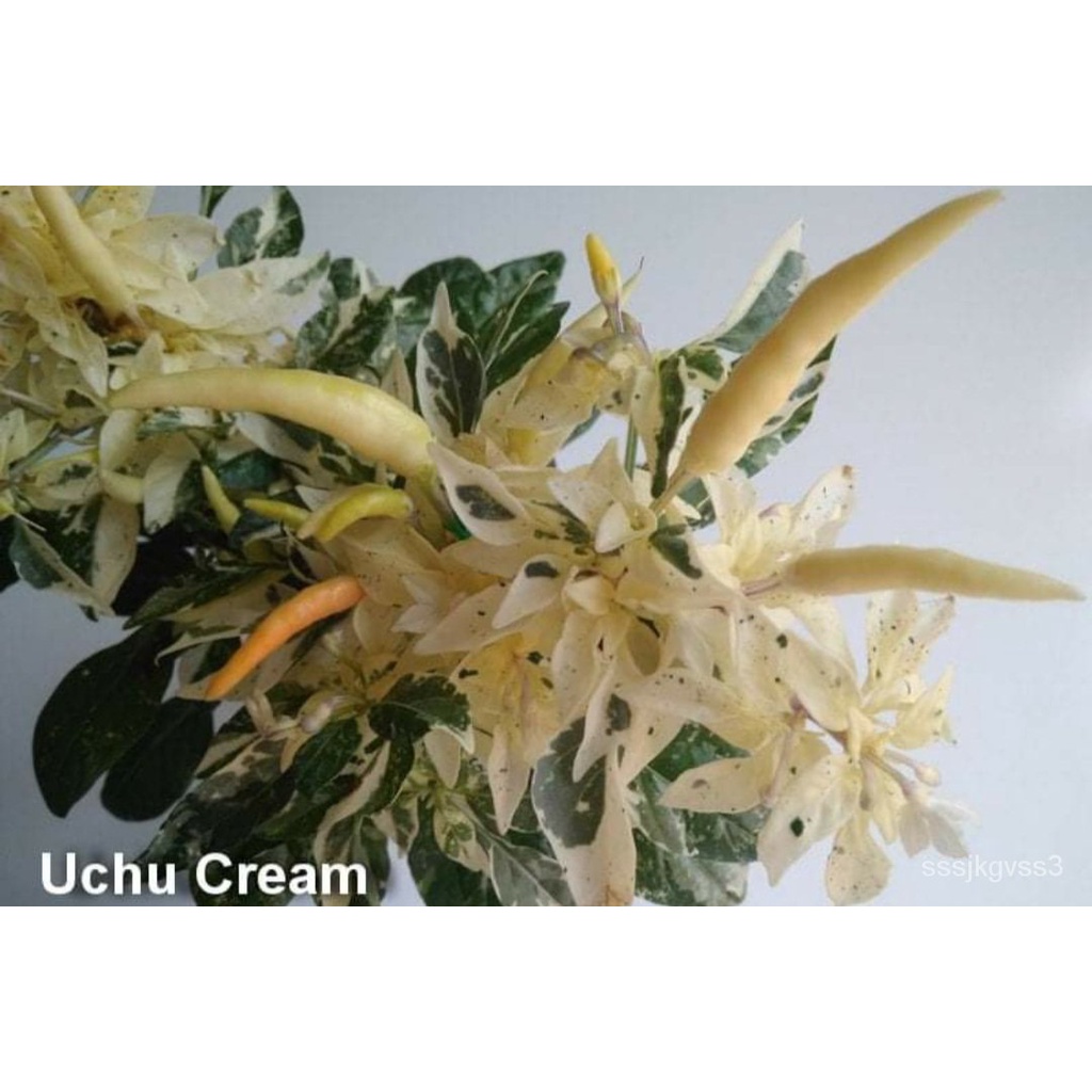 เมล็ด ใหม่็ด ใหม่พริกด่าง อาจิ อูชู ครีม (Variegated Aji Uchu Cream Hot Pepper Seed) บรรจุ 25 ใหม่็ด ของแท้ ผักบุ้