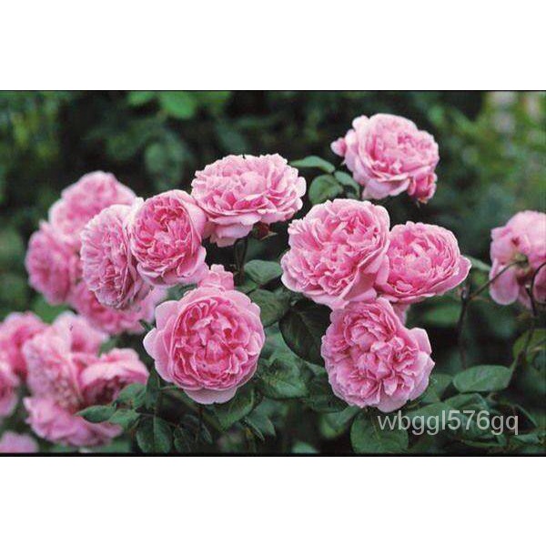 เมล็ด ใหม่็ด กุหลาบ ใหม่ Bishop's Castle Rose Seeds30 ใหม่ Garden Seed  เพาะใเพาะ่ สินค้านำเข้า ใหม่