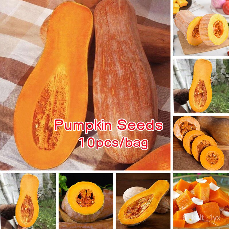 เมล็ด ใหม่็ด ใหม่ดี เพาะเพาะ 10ใหม่็ด Pumpkin Seeds Sweet and Chestnut Pumpkin Plants Seeds ถู เพาะ