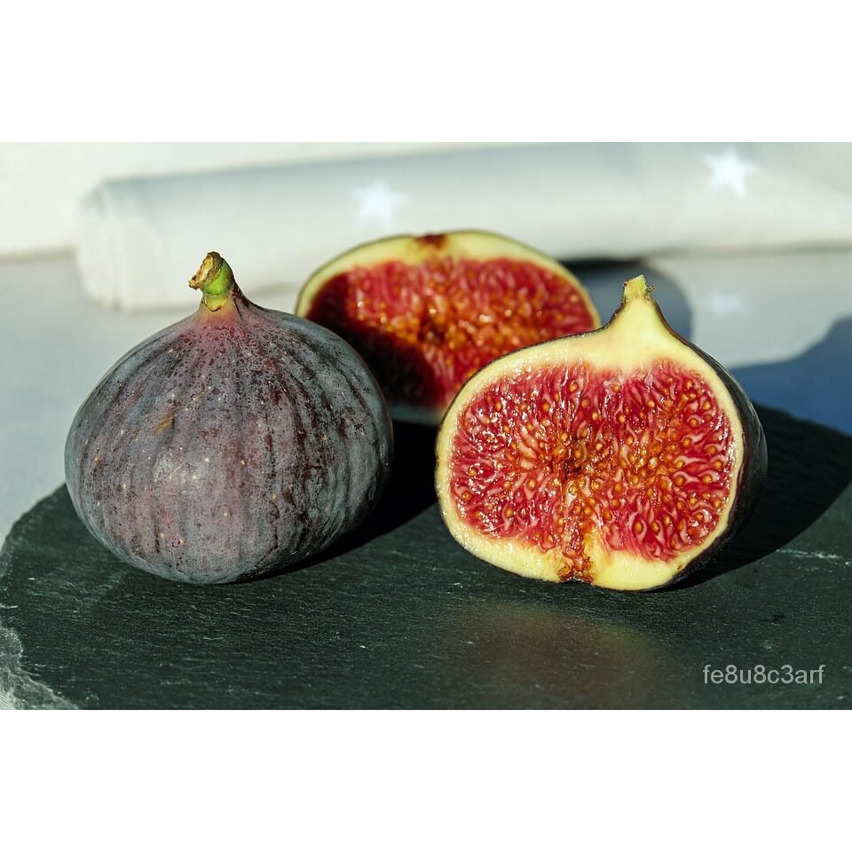 เมล็ด ใหม่็ด ต้นมะเดื่อใหม่ Frurt Tree Red Egypt Figsขนาด 6นิ้ว ลำต้นสูง 45-50 ซม (ทาบกิ่ง) ใหม่ เพา