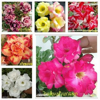 เมล็ด ใหม่็ด 11 ใหม่็ด ใหม่ ชวนชม สายใหม่ฮอลแลนด์ ใหม่สี Adenium Seeds กุหลาบทะเลทราย Desert Rose ราช เพาะ