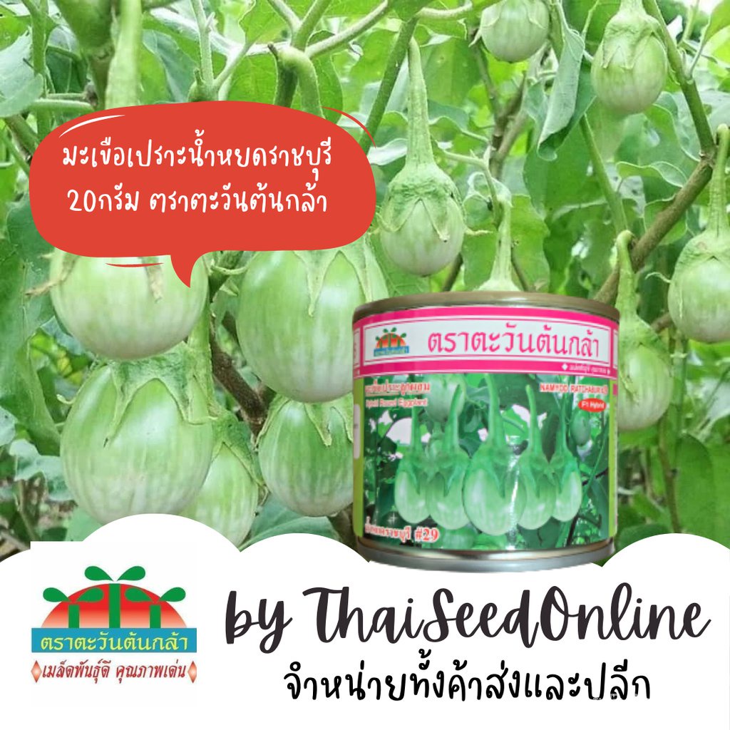 เมล็ด ถูก็ด กป20กรัม มะเขือเปราะน้ำหยดราชบุรี 29 ตราตะวันต้นกล้า ถูก มะเขือ