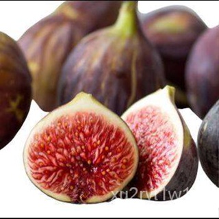 เมล็ด ใหม่็ด 10 ใหม่็ด ใหม่็ดมะเดื่อฝรั่ง Figs สายใหม่ Bayer Violeta ของแท้ 100% มะเดื่อฝรั่ง หรือ ลูกฟิก ( ผักบุ้