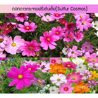 เมล็ด ใหม่็ด ใหม่  ดอกดาวกระจายฝรั่งต้นเตี้ย (Sulfur Cosmos) 50 ใหม่็ด ใหม่ง่าย ใหม่ได้ทั่วไทย ใหม่ มะเขือ