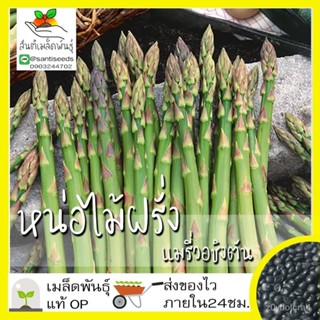 เมล็ด ใหม่ หน่อไม้ฝรั่ง เมรี่วอชิงตัน 60 ใหม่็ด Mary Washington Asparagus Seed ใหม่แท้นำเข้าจาก ถู เพาะ