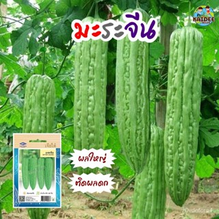 เมล็ด เมล็ด เมล็ดเพาะจีน Bitter Gourd ตราเจียไต๋ อินทรีย์เพาะจีน อินทรีย์อินทรีย์ เมล็ดอินทร ผ