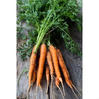 เมล็ด ลิตเติ้ลฟิงเกอร์ แครอทจิ๋ว ออเเกนิค 100เมล็ด 100 Organic Carrot Little Finger Baby Carrot Seeds Sweet