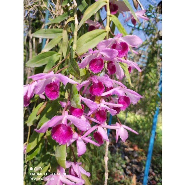 เอื้องสายไกร​ฤทธิ์​ x​ เนสเตอร์​ ดอกสวย ต้นงาม มีดอกช่วงเดือนเมษายนค่ะ ราคา ถูกที่สุด ดีลบีเคเค แกลเลอรีภาพที่ 4