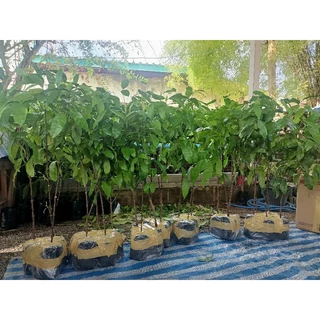 เหลียงในถุงดำ เกรด A อาหารสุขภาพ รากแน่น ต้นสวยมาก ปลูกง่าย โตเร็ว สูง80-100ซม. ปลูก 2-3 เดือน เก็บทานได้เลย