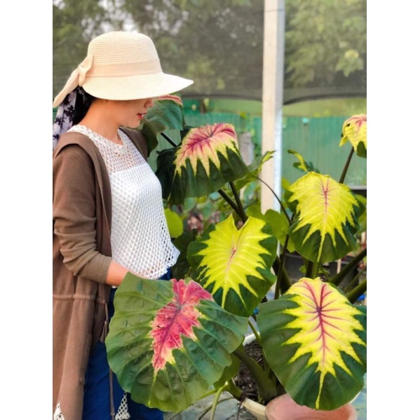Colocasia​ Light Pillar​