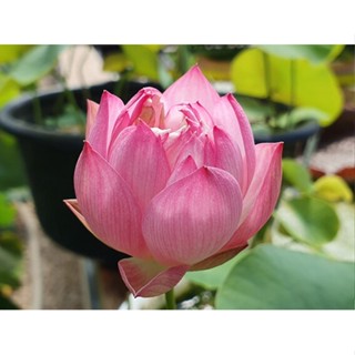 5 เมล็ดพันธุ์บัว บัวนอก สายพันธุ์ Purple Lady สีขาว ม่วง บัวแคระ MicroLotus บัวจักรพรรดิ์