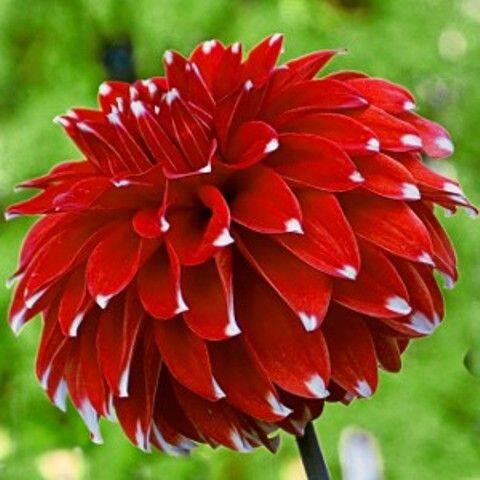 1 เหง้า ต้นรักเร่ Dahlia สายพันธุ์ Skipley Spot สีแดง หัวรักเร่ ดอกรักเร่ รักแรกพบ เฟิร์สเลิฟ