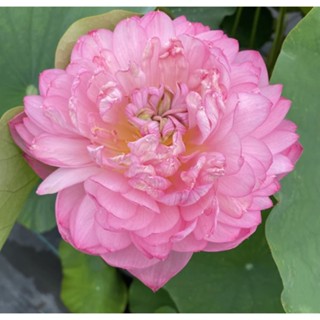 3 เมล็ดพันธุ์ บัว บัวสวยงาม บัวอ่าง บัวบึง สายพันธุ์ Duplicate Pink สีชมพู