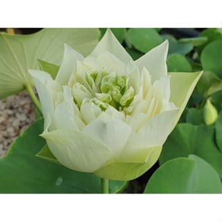 3 เมล็ดพันธุ์ บัว บัวสวยงาม บัวอ่าง บัวจิ๋ว บัวแคระ สายพันธุ์ White Pear Flower สีขาว Lotus Seeds