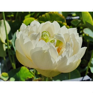 3 เมล็ดพันธุ์ บัว บัวสวยงาม บัวอ่าง บัวจิ๋ว บัวแคระ สายพันธุ์ Gold and Resplendence สีขาว Lotus Seeds