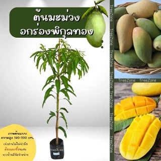 ต้นมะม่วงอกร่องพิกุลทอง ความสูง 180-200 cm.(เกรดพรีเมียม ประกันพันธุ์แท้100%)