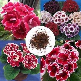 25 เมล็ดพันธุ์ เมล็ด กุหลาบนางฟ้า Gloxinia