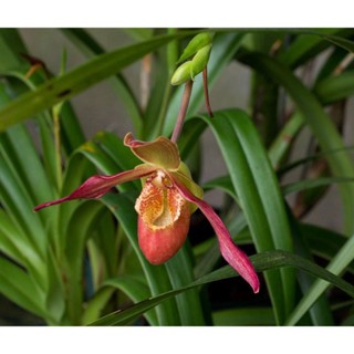 30 เมล็ดพันธุ์ เมล็ดกล้วยไม้ กล้วยไม้ กล้วยไม้เอื้อง (Phragmipedium Orchids) Orchid flower
