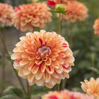 35 เมล็ด เมล็ดพันธุ์ Dahlia Spectacular สายพันธุ์ยุโรป ดอกรักเร่  ดอกใหญ่  Dahlia