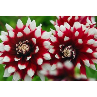 35 เมล็ด เมล็ดพันธุ์ Dahlia Duet สายพันธุ์ยุโรป ดอกรักเร่  ดอกใหญ่  Dahlia