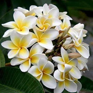 30 เมล็ดพันธุ์ เมล็ด ลั่นทม หรือ ลีลาวดี สายพันธุ์แคระ Frangipani Plumeria