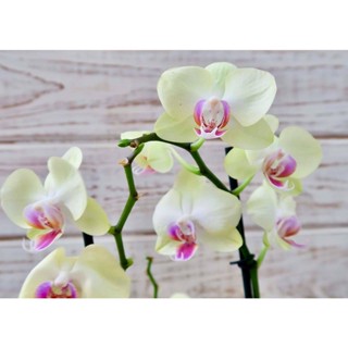 30 เมล็ดพันธุ์ เมล็ดกล้วยไม้ ฟาแลนนอปซิส (Phalaenopsis Orchids) Orchid flower