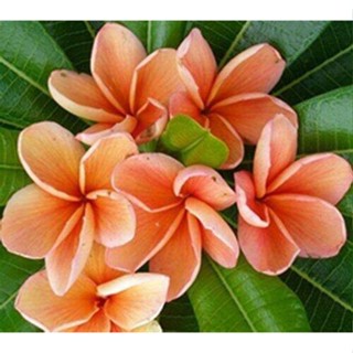 30 เมล็ดพันธุ์ เมล็ด ลั่นทม หรือ ลีลาวดี สายพันธุ์แคระ Frangipani Plumeria