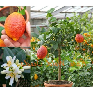 20 เมล็ดพันธุ์ เมล็ด มะนาวแดง ผลสีแดง Red Lemon Tree  Organic Fruit  Bonsai Blood Orange