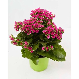 30 เมล็ดพันธุ์ เมล็ด กุหลาบหินดอกซ้อน ไม้อวบน้ำ กุหลาบหิน Kalanchoe blossfeldiana