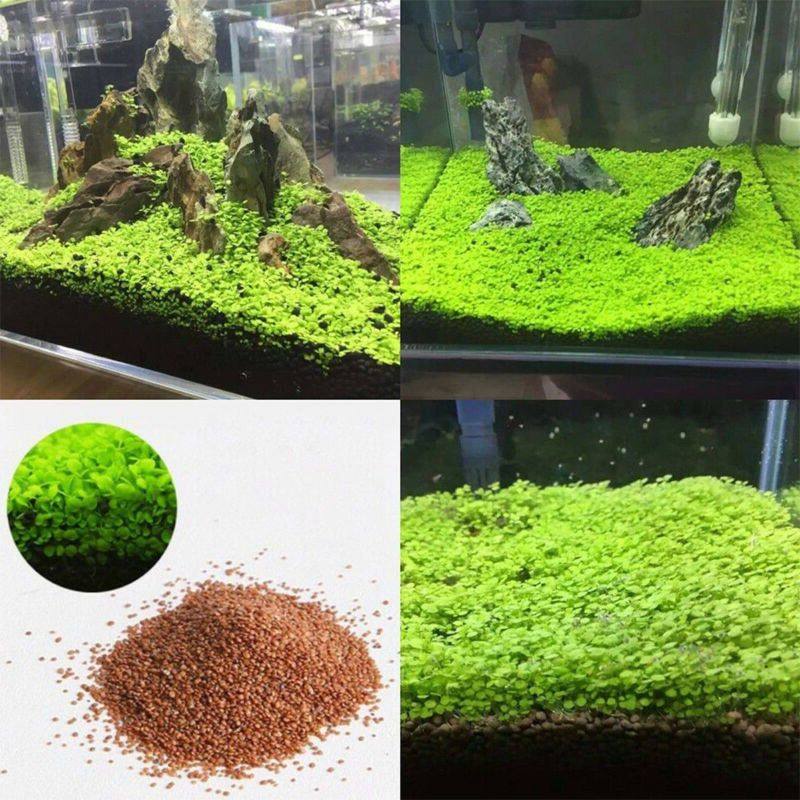 100 เมล็ด หญ้าน้ำ สำหรับปลูกในน้ำ Aquarium Plants Seeds เมล็ดเพาะปลูก