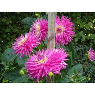 35 เมล็ด เมล็ดพันธุ์ Dahlia Pink Jupiter สายพันธุ์ยุโรป ดอกรักเร่  ดอกใหญ่  Dahlia