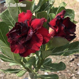 10 เมล็ด เมล็ดพันธุ์ ชวนชม สายพันธุ์ไต้หวัน สีแดง Adenium  กุหลาบทะเลทราย Desert Rose ราชินีบอนไซ