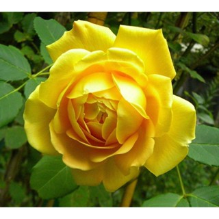  เมล็ดพันธุ์ Plant  กุหลาบ Izu Dancer Rose  ดอกใหญ่ ดอกหอม Import  เมล็ดสด  5  เมล็ด