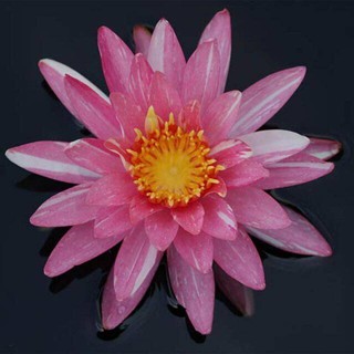 เมล็ดสายต่างประเทศ (Night Blooming Water Lily) ขาวแกมชมพู 5 เมล็ด