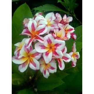 20 เมล็ด ลีลาวดี Frangipani , Pagoda Tree, Hawaii Plumeria สายพันธุ์ Wikiwiki สีชมพู