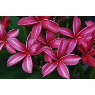 20 เมล็ด ลีลาวดี Frangipani , Pagoda Tree, Hawaii Plumeria สายพันธุ์ Jindamanee สีบานเย็น