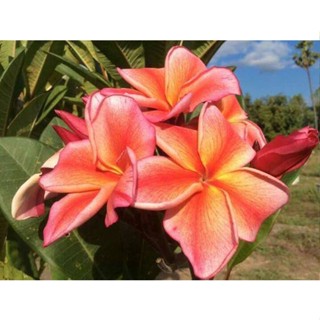 20 เมล็ด ลีลาวดี Frangipani , Pagoda Tree, Hawaii Plumeria สายพันธุ์ Golden Sun สีส้ม