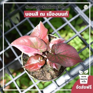 บอนสีชื่อ ณ เมืองนนท์ เลือกต้นได้ในตัวเลือก