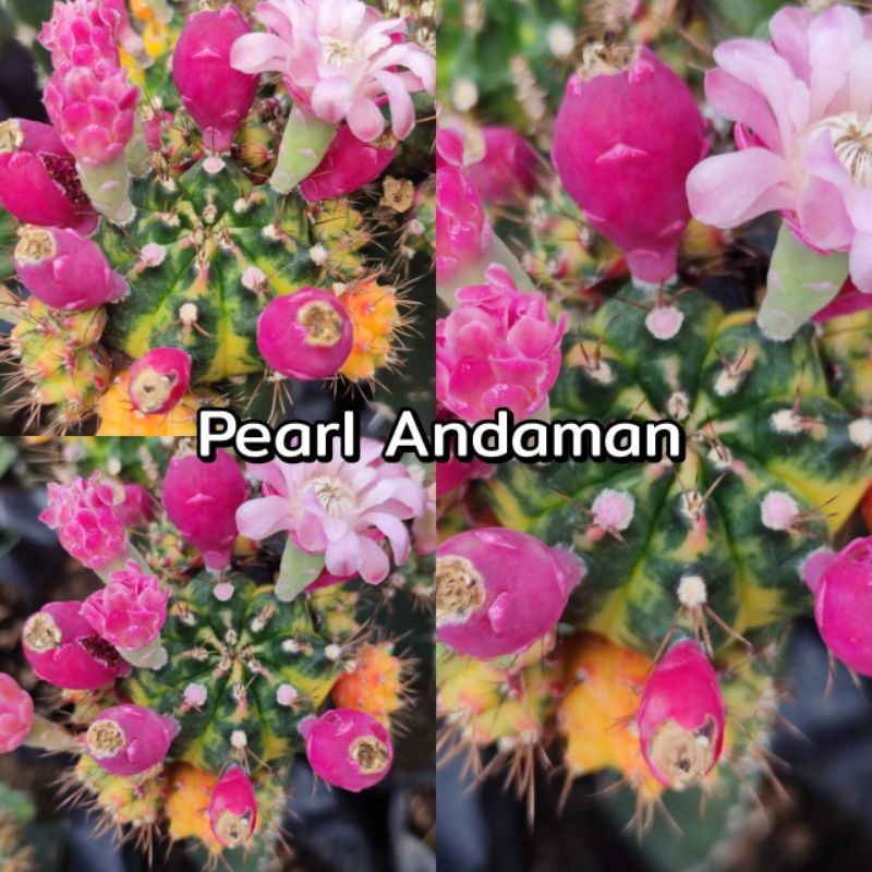 เมล็ด Pearl Andaman 1หลอด ได้150เมล็ด+++
