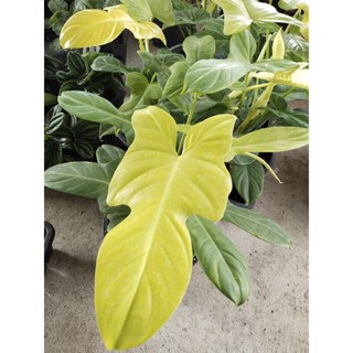 ฟิโลเดนดรอน ไวโอลิน สีทอง philodendron Violin Gold