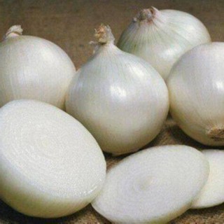 100 เมล็ด เมล็ดหอมหัวใหญ่ สายพันธุ์ หอมใหญ่ Octavia ของแท้ 100% อัตราการงอก 70-80% Onion seeds